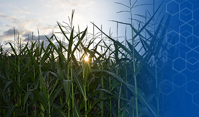 Qualität sichern, Nährwert erhalten – so schützen Sie Ihre Ernte Maisfeld beim Sonnenaufgang