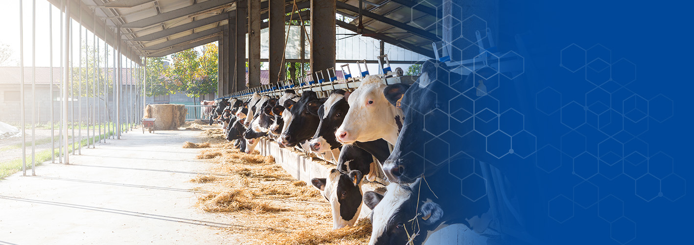 Stallhygiene für gesunde Tierbestände