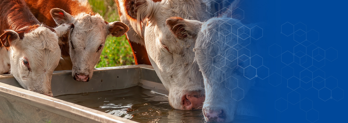 Wasserhygiene in der Nutztierhaltung: Praxisnahe Tipps für heiße Tage Tränkewasserhygiene im Sommer: Risiken erkennen – Lösungen finden
