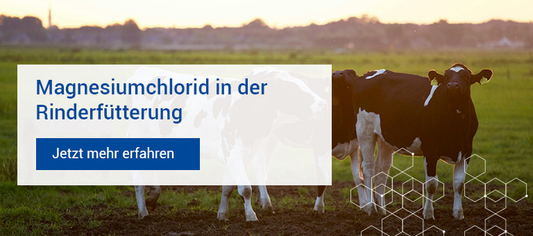 Magnesiumchlorid in der Rinderfütterung