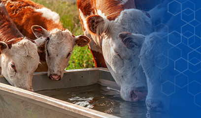 Tränkewasserhygiene im Sommer: Risiken erkennen – Lösungen finden
